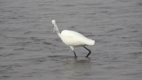 Heron är att fånga fisk i Slow Motion — Stockvideo