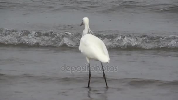 Heron je lov ryb ve zpomaleném záběru — Stock video