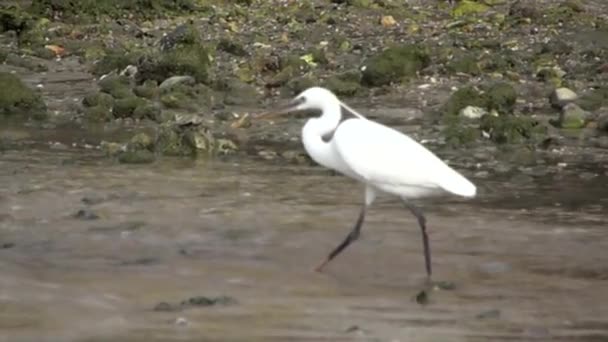 Heron is catching fish in Slow Motion — Stock Video