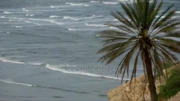 Palma no oceano, lapso de tempo — Vídeo de Stock