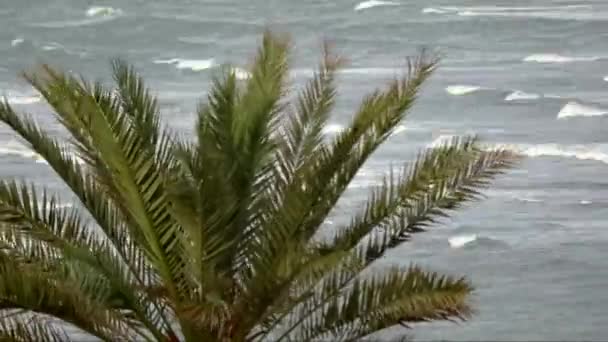 Palmy w oceanie, czas wygaśnięcia — Wideo stockowe
