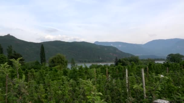 Σταφυλιών Κρασιού Λίμνη Kaltern Ιταλική Lago Caldaro Μια Λίμνη Στο — Αρχείο Βίντεο