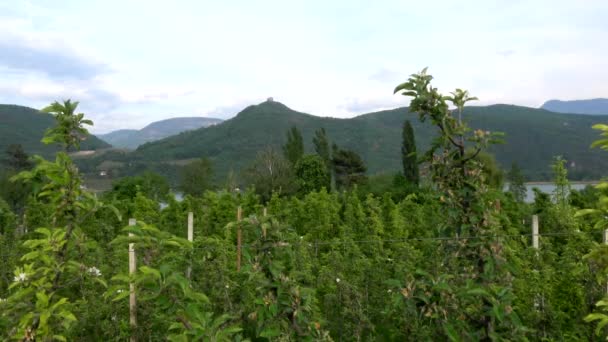 Weintrauben Kalterer See Ein See Der Gemeinde Kaltern Südtirol Italien — Stockvideo