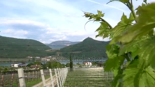 葡萄酒葡萄在湖 Kaltern 意大利拉戈 Caldaro Kaltern 的自治市在南蒂罗尔 意大利 — 图库视频影像