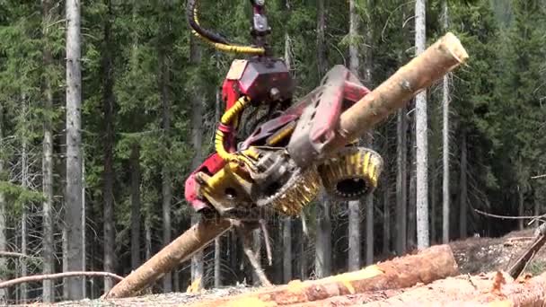 收割机是一种用于砍伐 Delimbing 和压树的尺伐木作业的重型林业车 — 图库视频影像