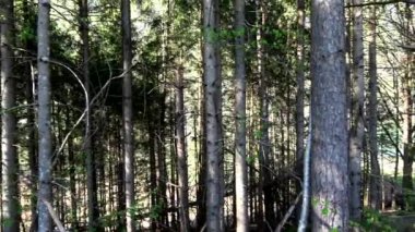 Bahar süre dağ geçidi Avusturya Tyrol ormanda.