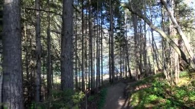 Bahar süre dağ geçidi Avusturya Tyrol ormanda.