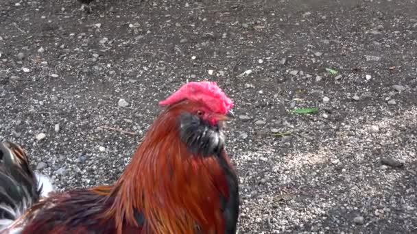 Video Von Einem Huhn Auf Einem Bauernhof — Stockvideo