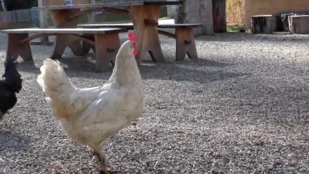 Video Von Einem Huhn Auf Einem Bauernhof — Stockvideo