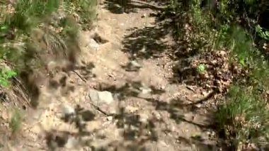 Rastenbach gorge adlı bir ormandaki hiking