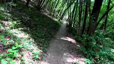 Rastenbach gorge adlı bir ormandaki hiking