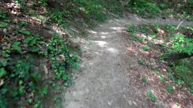 Rastenbach gorge adlı bir ormandaki hiking