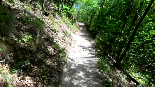 在峡谷 Rastenbach 的森林里徒步旅行 — 图库视频影像