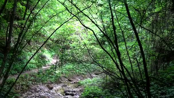 Rastenbach Soutěska Jezero Kalterer Jižní Tyrolsko Itálie Fantastický Přírodní Podívanou — Stock video