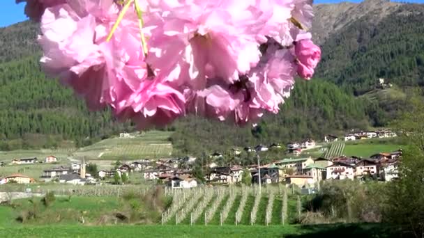 Caldes Uma Comuna Italiana Região Trentino Província Trentino — Vídeo de Stock