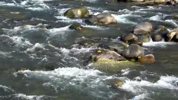 Vidéo Une Rivière Caldes Tyrol Sud Italie — Video