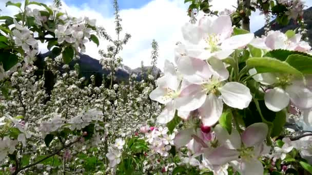 Vídeo Flores Manzana Abril Trentino Italia — Vídeos de Stock