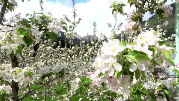 Video Jabloňové Květy Dubnu Trentino Itálie — Stock video
