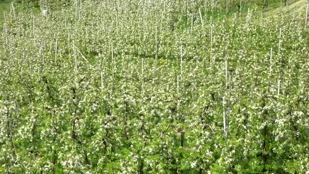 Vídeo Flores Maçã Abril Trentino Itália — Vídeo de Stock