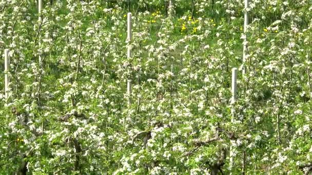 イタリア トレンティーノ 月にりんごの花のビデオ — ストック動画