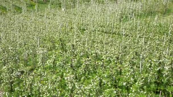 イタリア トレンティーノ 月にりんごの花のビデオ — ストック動画