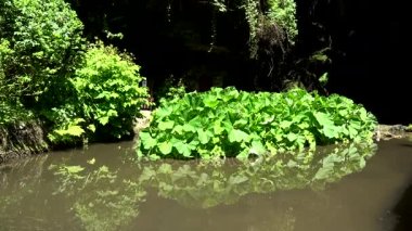Lichtenhain şelale Lichtenhainer Köyü brook tarafından kurulan bir şelale ve Almanya'da Sakson İsviçre Kirnitzsch Vadisi'nde yer almaktadır.