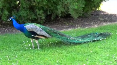 Bir bahçe içinde Hint tavuskuşu