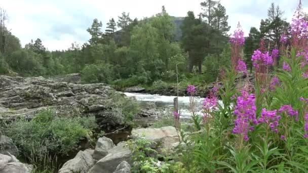 Fluss Rauma Der Nähe Der Stadt Bjorli Oppland Norwegen — Stockvideo