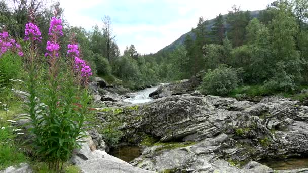 Река Има Возле Города Бьорли Оппланде Норвегия — стоковое видео