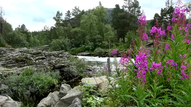 ノルウェーのオップラン県 Bjorli 町の近くの川ラウマ — ストック動画