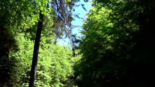 Den Kamnitz Gorge Tjeckiska Soutesky Kamenice Tyska Kamnitzklamm Eller Edmundsklamm — Stockvideo