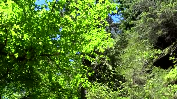 Den Kamnitz Gorge Tjeckiska Soutesky Kamenice Tyska Kamnitzklamm Eller Edmundsklamm — Stockvideo