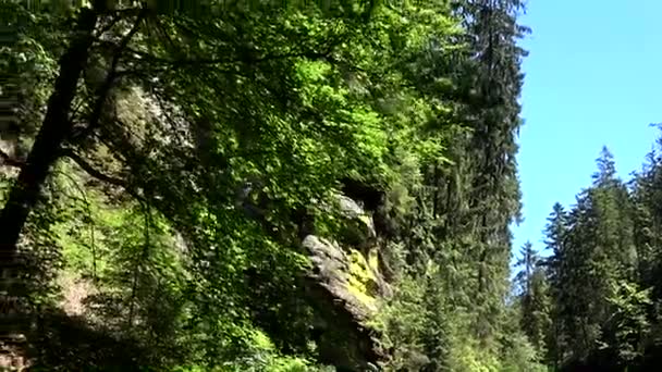 Kamnitz Gorge Czech Soutesky Kamenice German Kamnitzklamm Edmundsklamm Barranco Rocoso — Vídeo de stock