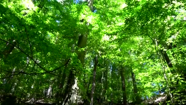 Kamnitz Gorge Czeska Kunratice Kamenice Niemiecki Kamnitzklamm Lub Edmundsklamm Jest — Wideo stockowe