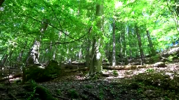 Kamnitz Gorge Czeska Kunratice Kamenice Niemiecki Kamnitzklamm Lub Edmundsklamm Jest — Wideo stockowe