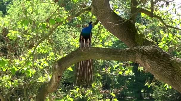 Indiase Peacock Een Tuin — Stockvideo