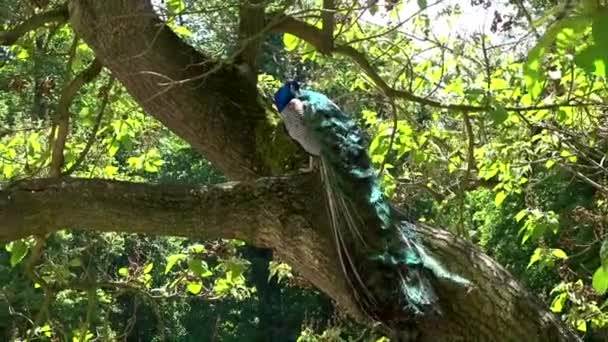 Pavo Real Indio Jardín — Vídeo de stock