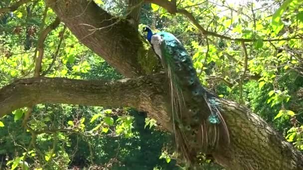 花园里的印度孔雀 — 图库视频影像
