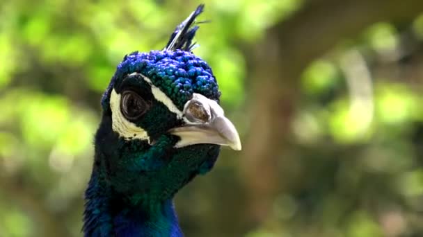 Indiase Peacock Een Tuin — Stockvideo