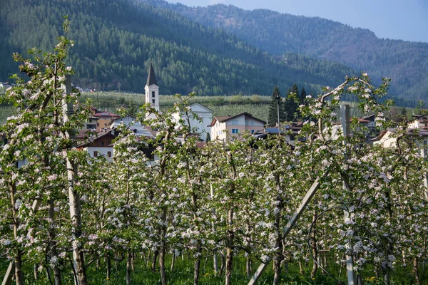 Caldes Caldes Trentino Comune Italiano Abitanti Della Provincia Trento — Foto Stock