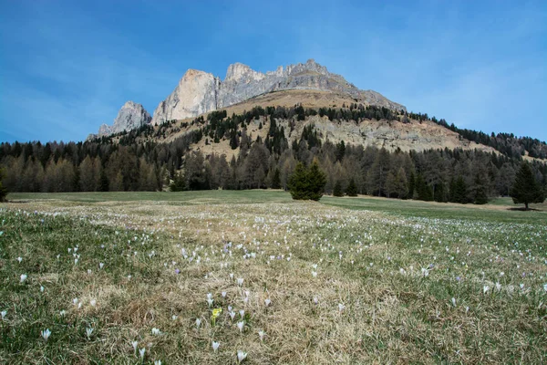 Grupa Rosengarten Włoski Catinaccio Masyw Dolomitach Północnych Włoszech — Zdjęcie stockowe