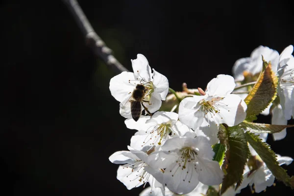 Apfelblüten April Trentino Italien — Stockfoto