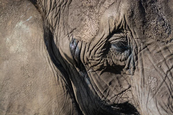 Elefante close-up — Fotografia de Stock