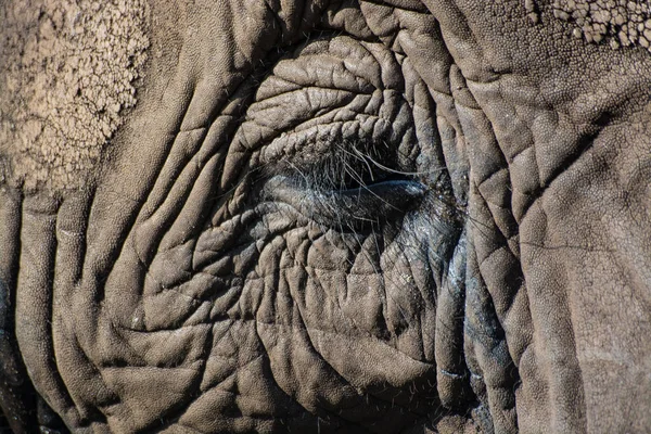 クローズ アップの象 — ストック写真