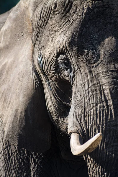 Elefante close-up — Fotografia de Stock