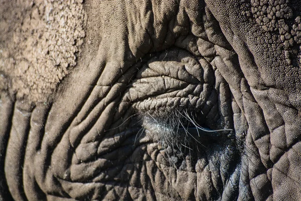 Gajah Close-Up — Stok Foto