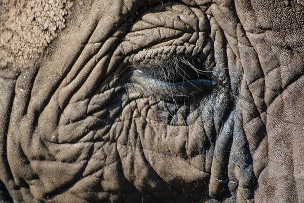 Elefante de primer plano —  Fotos de Stock