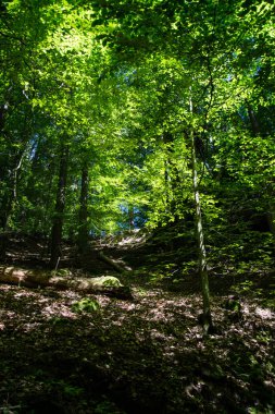 Kamnitz gorge, Bohemia, Çek Cumhuriyeti