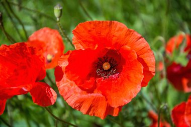 Kızıl Haşhaş, Almanya