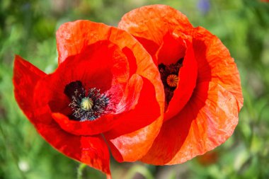 Kızıl Haşhaş, Almanya